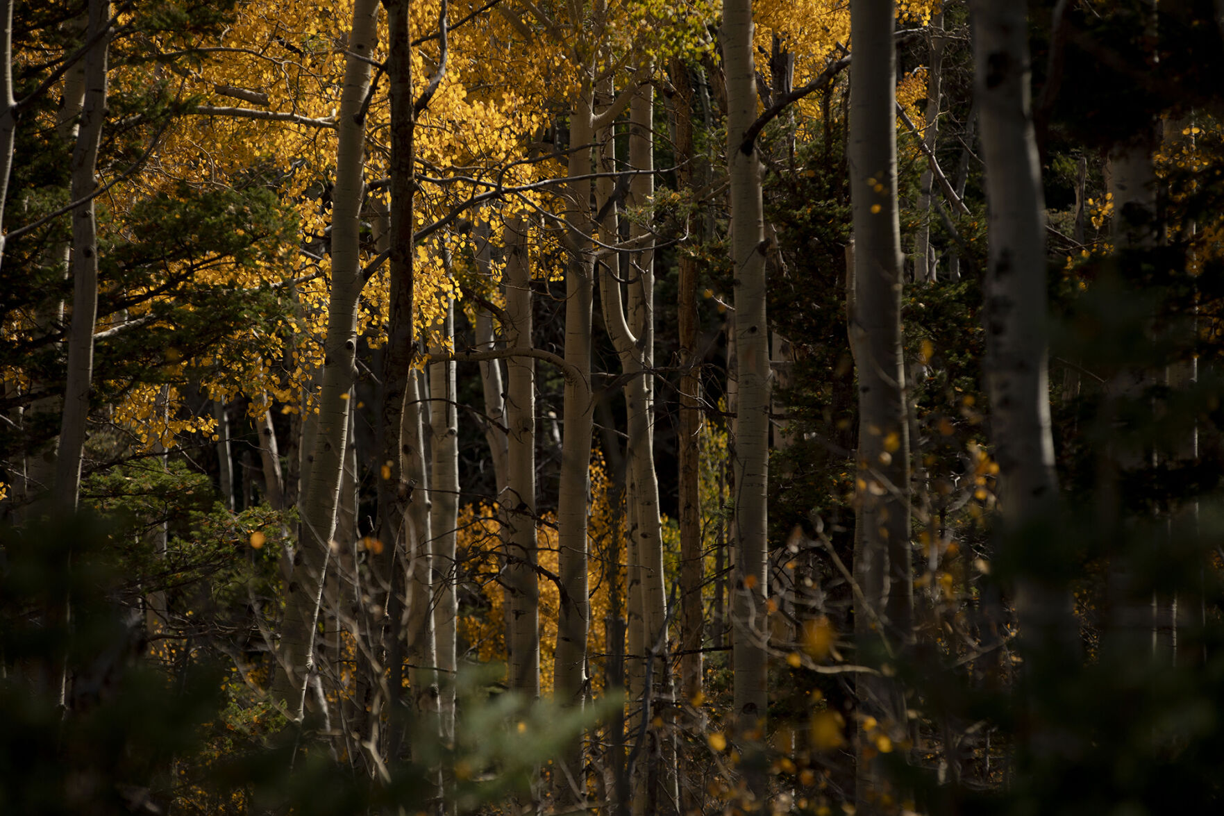 093020-news-colorsfall 08.jpg